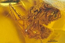 Brownimecia clavata holotype, lateral view, fossil in New jersey amber, specimen number AMNH-NJ667 Brownimecia clavata AMNH-NJ667 holotype 01.jpg