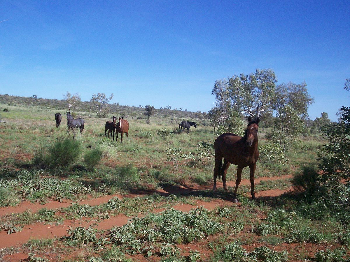 1200px-Brumbies.jpg