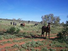 Toprak yolun yanında duran küçük bir grup koyu renkli at
