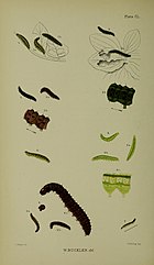 Figs. 3, 3a larvae in various stages of growth 3b enlargement of two segments Buckler W The larvae of the British butterflies and moths PlateCL.jpg