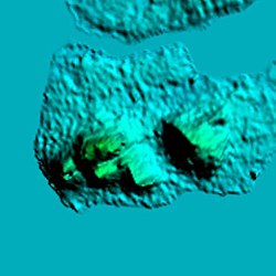 Bud Bongao Relief Map.jpg