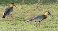Buff-necked Ibis (Theristicus caudatus) (48292242181).jpg