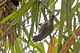 Buff-rumped Woodpecker.jpg