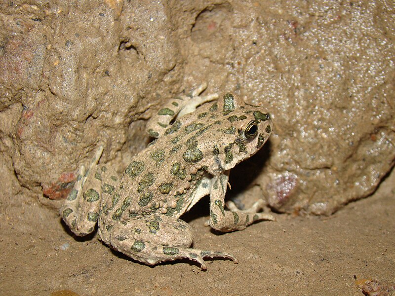 File:Bufo viridis Baikonur 11.jpg