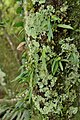 Bulbophyllum japonicum