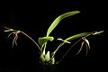 Bulbophyllum klabatense subsp. sulawesii