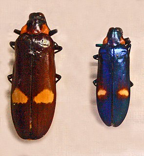 <i>Megaloxantha bicolor</i> Species of beetle