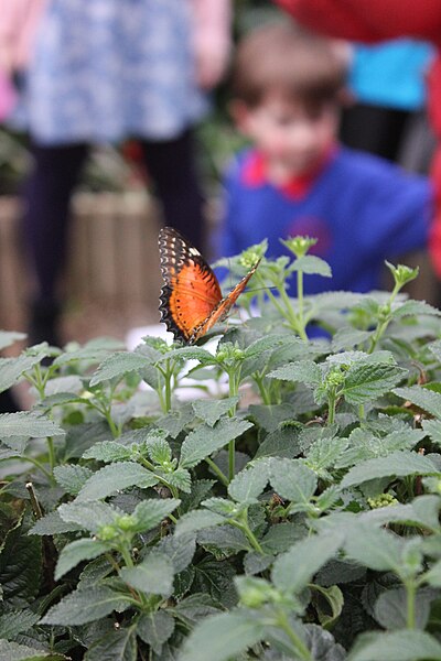 File:Butterfly House opening event for staff and volunteers, Natural History Museum, London 15.JPG