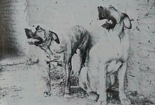 Original fila brasileiro  Bichinhos bonitinhos, Cães, Animais domesticos