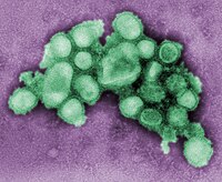 CDC-11215-svine-influenza.jpg