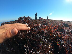 Rhodophyta: Organisation, Écologie, Taxinomie