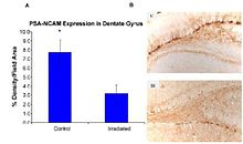 Figure 6-1(a). (Panel A) Expression of polysialic acid form of neural cell adhesion molecule (PSA-NCAM) in the hippocampus of rats that were irradiated (IR) with 2.5 Gy of 56Fe high-energy radiation and control subjects as measured by % density/field area measured. (Panel B) PSA-NCAM staining in the dentate gyrus of representative irradiated (IR) and control (C) subjects at 5x magnification. CNS Figure 1.jpg