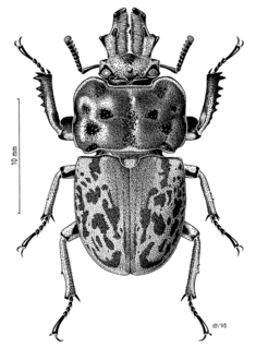 <i>Ryssonotus</i> Species of beetle