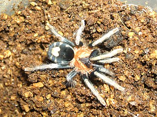 <i>Cyriocosmus elegans</i> Species of spider