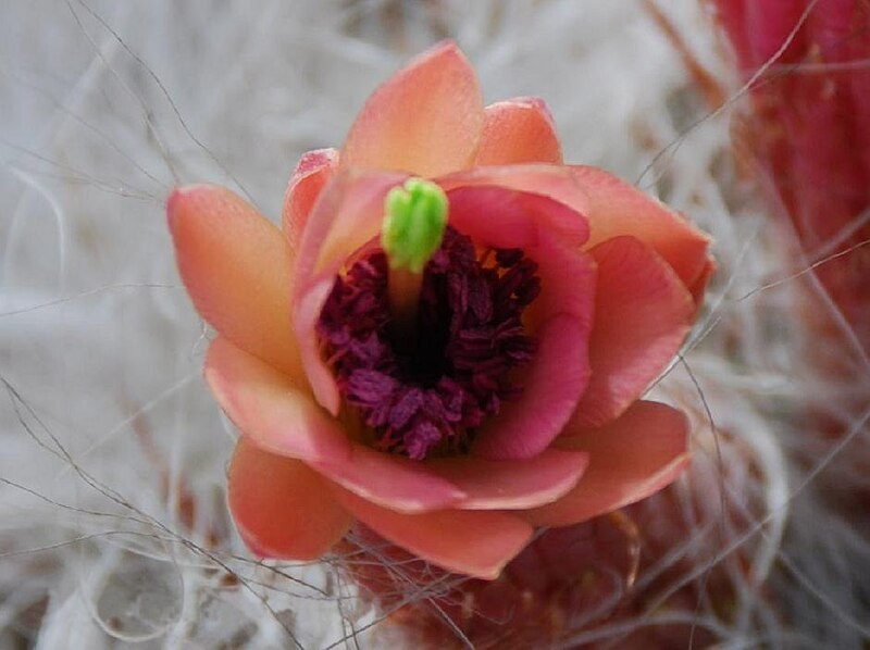 File:Cactus Flower SG.jpg