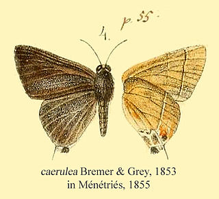 <i>Rapala caerulea</i> Species of butterfly