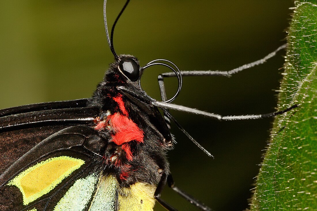 File:Cairns birdwing closeup - melbourne zoo.jpg