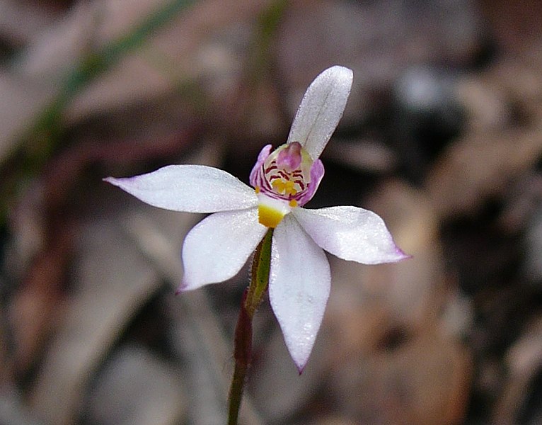 File:Caladenia alata.jpg