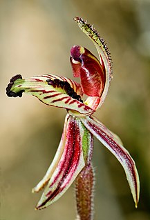 <i>Caladenia cairnsiana</i> species of plant