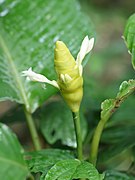 Calathea marantifolia