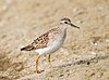 Calidris subminuta - Pak Thale.jpg