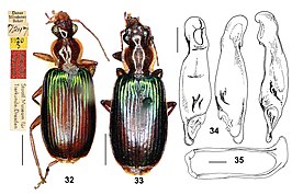 Calleida discoidalis