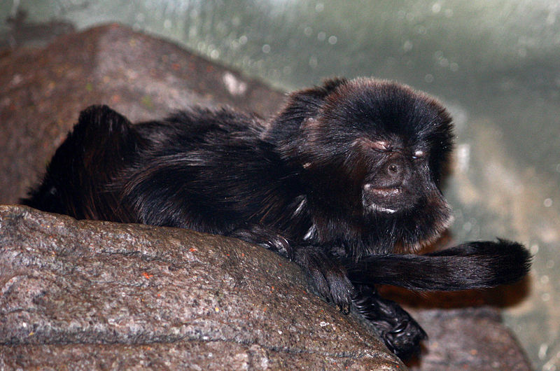 File:Callimico goeldii at the Bronx Zoo 004.jpg