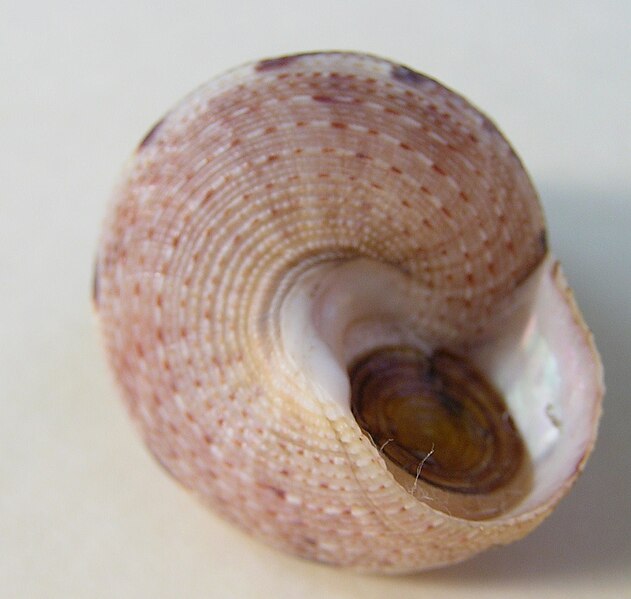 File:Calliostoma consors 001.jpg