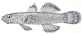 Callogobius sclateri