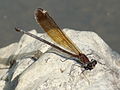 Calopteryx haemorrhoidalis, female.JPG