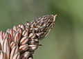 * Nomination Camouflaged spider on a common ashpodel (Asphodelus aestivus) flower. Adana, Turkey --Zcebeci 07:46, 23 February 2015 (UTC) * Promotion  Support --Christian Ferrer 05:49, 24 February 2015 (UTC)