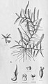 Campylocentrum ulei plate 104, fig. II in: Alfred Cogniaux: Flora Brasiliensis vol. 3 pt. 6 (1904-1906) (Detail)