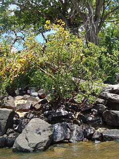 <i>Myrciaria dubia</i> Species of plant in the family Myrtaceae