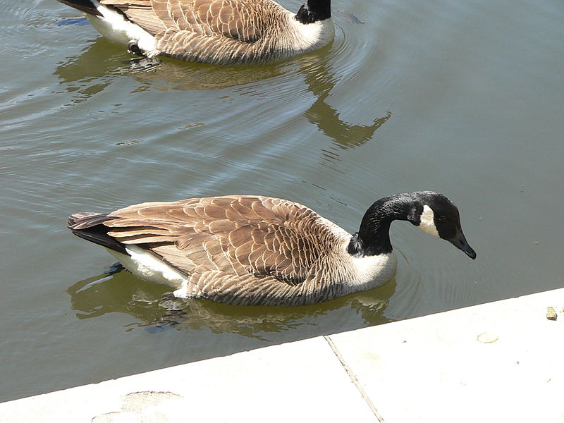 File:Canadian Geese3.jpg