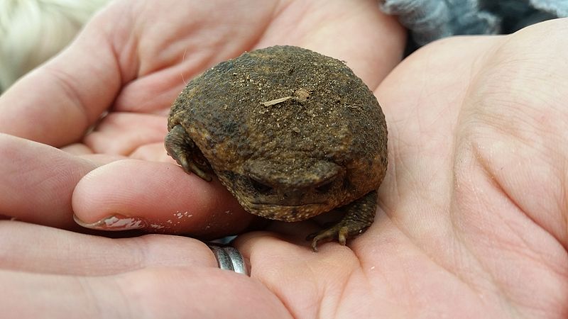 File:Cape Rain Frog.jpg