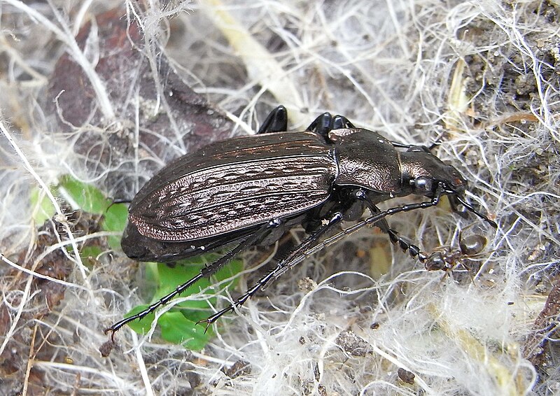 File:Carabus granulatus side.JPG