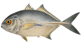 Caranx latus 1.png