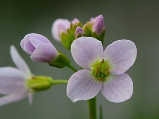 rECOrd (Local Biological Records Centre)