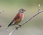 Linotte mélodieuse