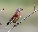 Carduelis cannabina -Anglia -mężczyzna-8.jpg