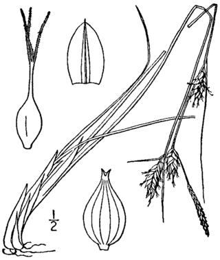 <i>Carex oligosperma</i> Species of grass-like plant