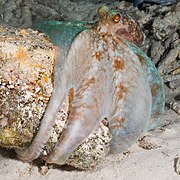 Octopus briareus (Caraïbes)