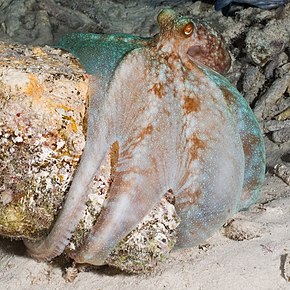 Beskrivelse af billedet CaribbeanReefOctopus.jpg.