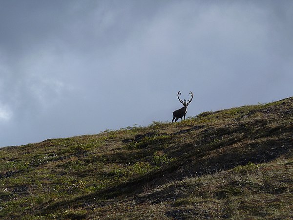 Caribou in the western Brooks range