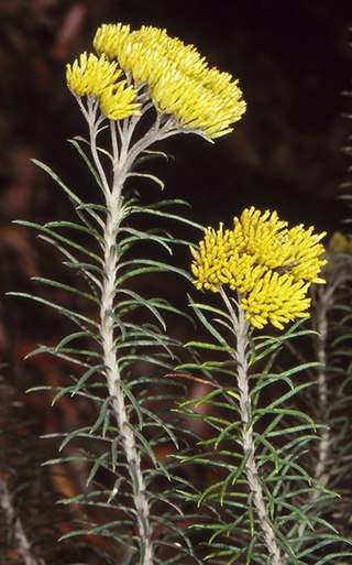 <i>Cassinia cunninghamii</i> Species of flowering plant