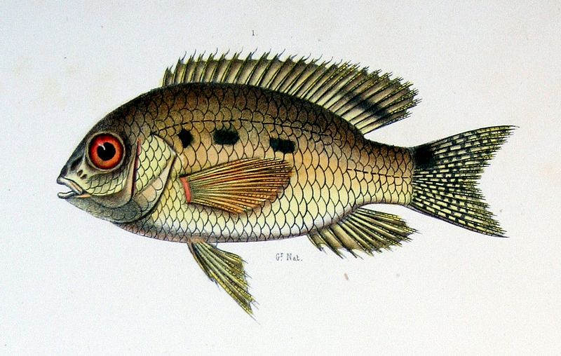 File:Castelnau-poissons Aequidens tetramerus.jpg