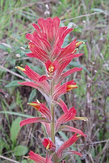 <i>Castilleja subinclusa</i>