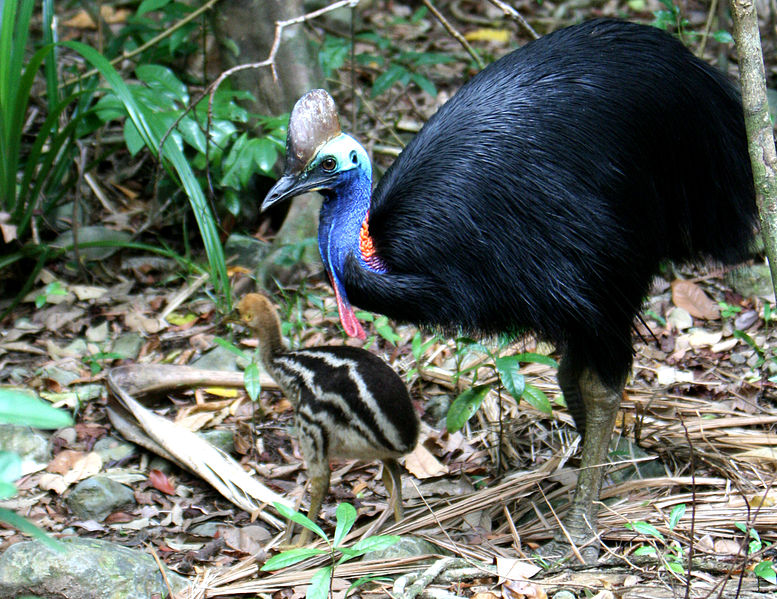 File:Casuarius casuarius -Emmagen Creek, Queensland, Australia -adult and chick-8.jpg