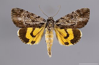 <i>Catocala louiseae</i> Species of moth