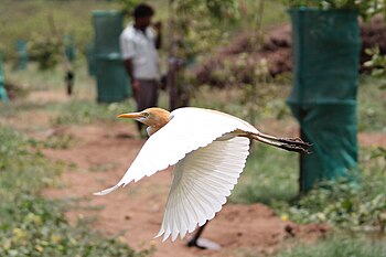 Cattle egret in flight.jpg